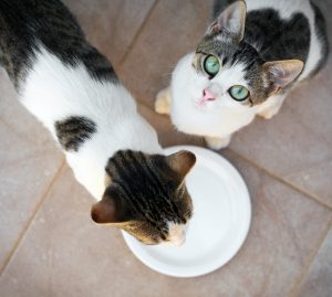 Hoe krijg je je kat te stoppen met bedelen voor voedsel