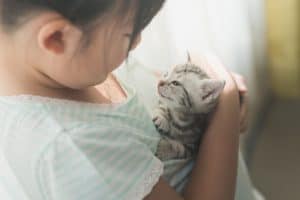 hoe voedt u uw kitten op om knuffelig te zijn