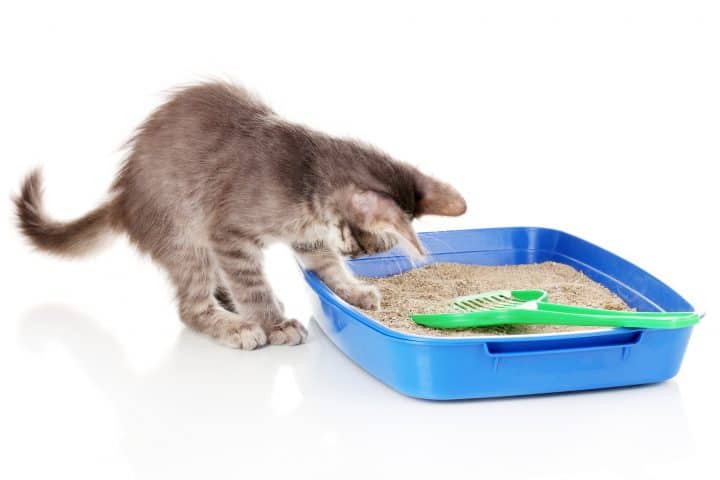 Hoe voorkom je dat kattenbakvulling aan de doos blijft kleven?
