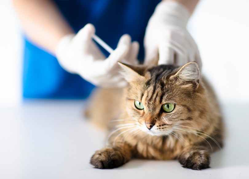 Dierenarts in dierenkliniek geeft injectie aan kat