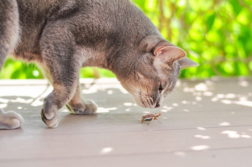 kat besnuffelt de kruipende mei bug