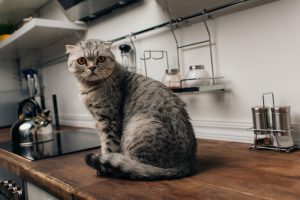 kan je een kattenbak in de keuken zetten