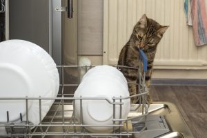 Kan je een kattenbak in de afwasmachine zetten? 
