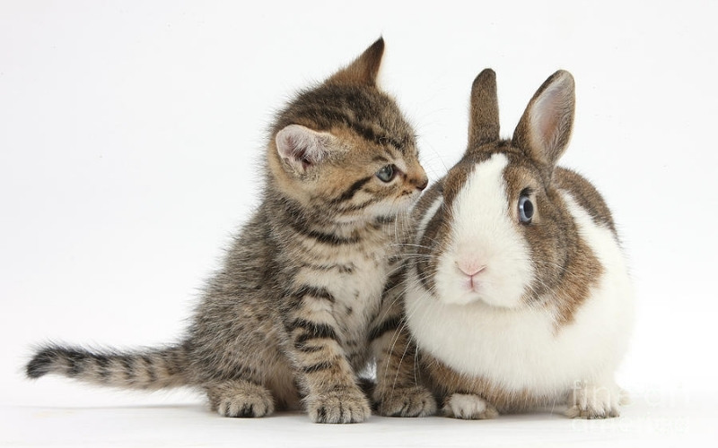 Kunnen katten en konijnen met elkaar overweg?