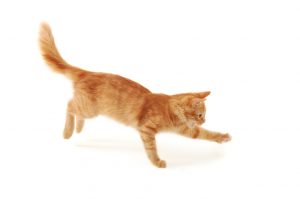 Kunnen Ontklauwde Katten Springen