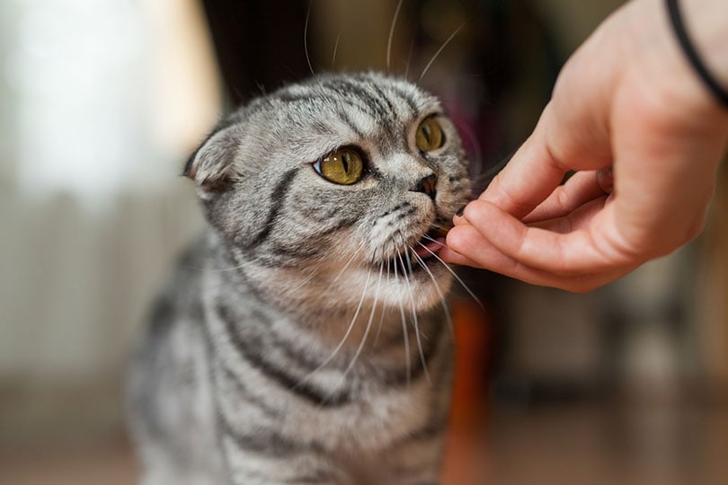 kat krijgt een kattensnoepje of kattenvoer met de hand