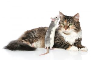 Kunnen Ontklauwde Katten Muizen Vatten