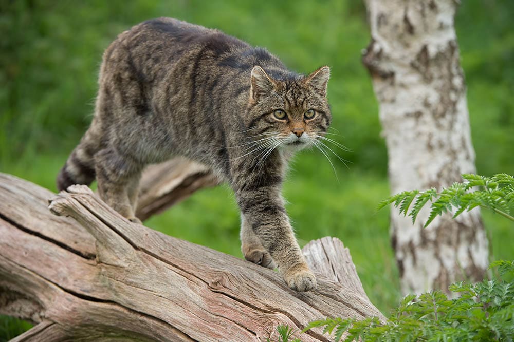 Schotse wilde kat op een grote boomstam