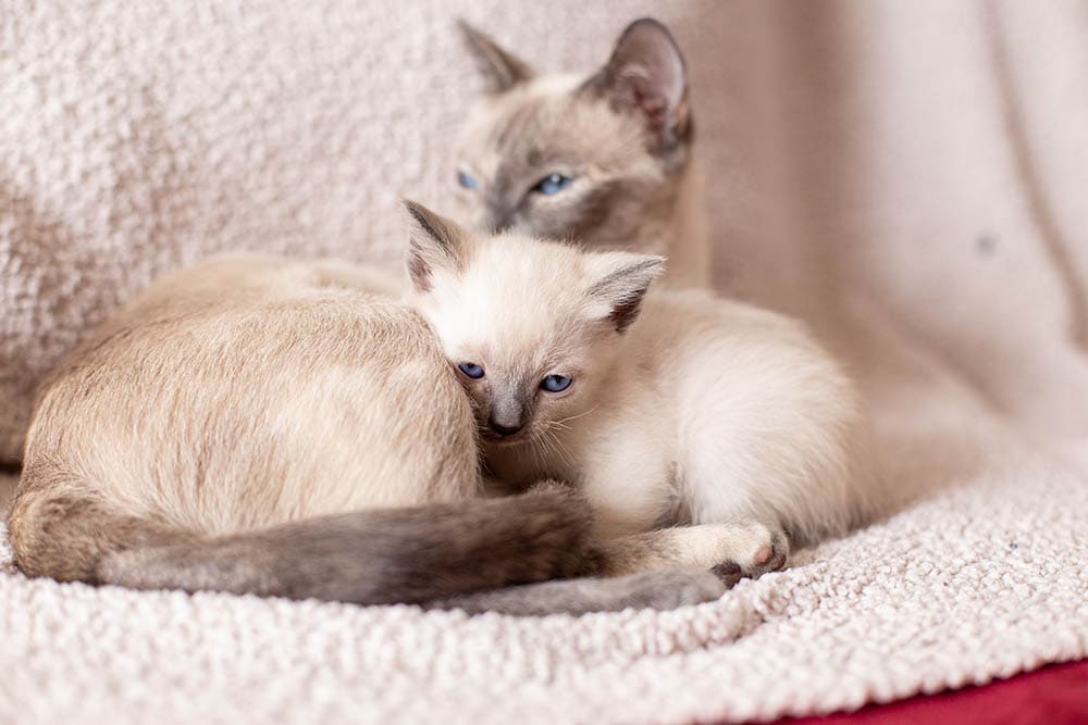Siamees kitten en zijn moeder