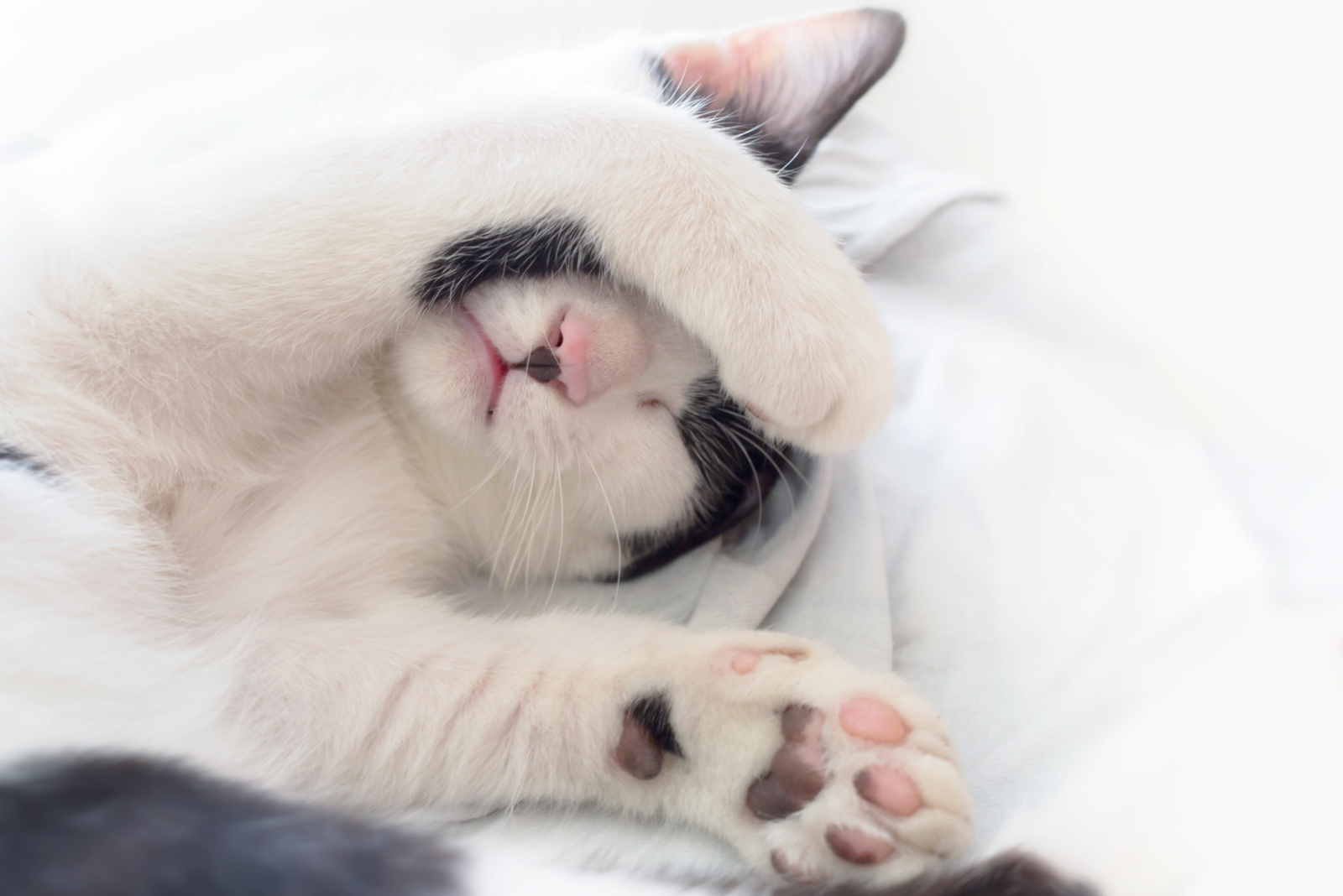 kat die met poot dekking zijn gezicht op witte deken slaapt