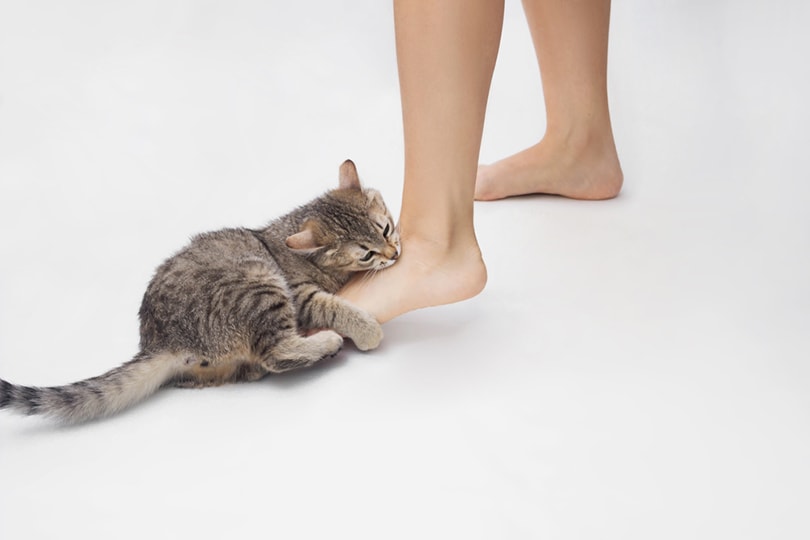 een jonge tabby kat bijt in de voeten van een vrouw