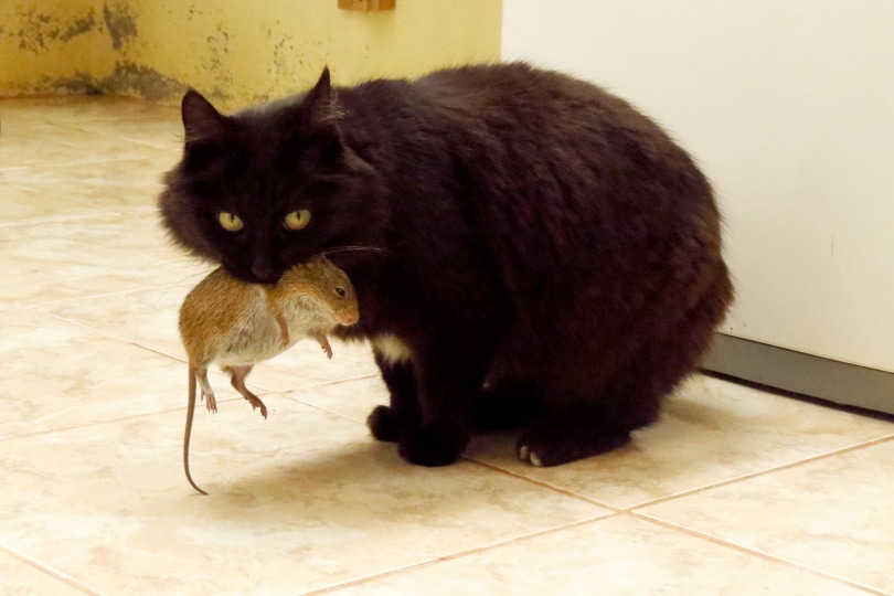 zwarte kat eet muis