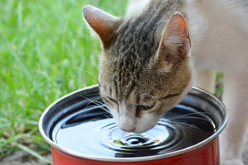 kitten drinkt water