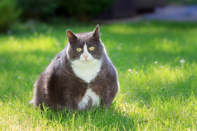 dikke kat zit op het gras