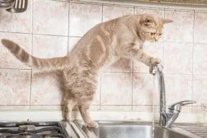 waarom houden katten van bewegend water
