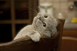 waarom houden katten van elastiekjes