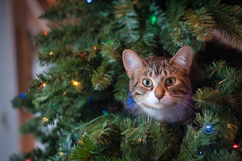 Kerstboom kat