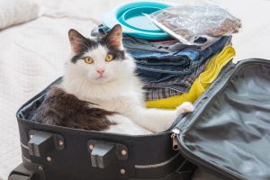 kat blij zittend in een ingepakte koffer