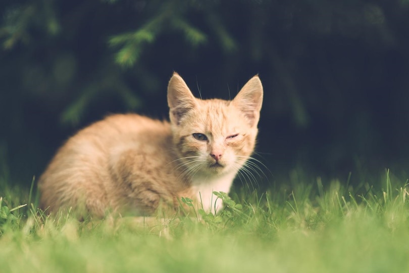 Oranje kat met gewond oog