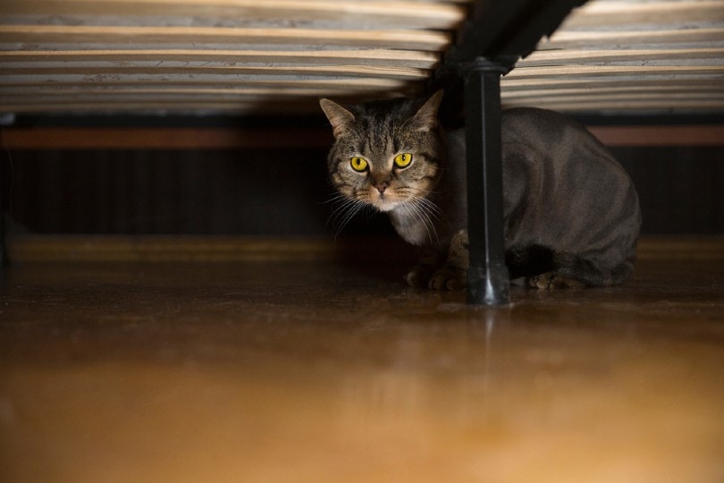 kat verstopt zich onder het bed