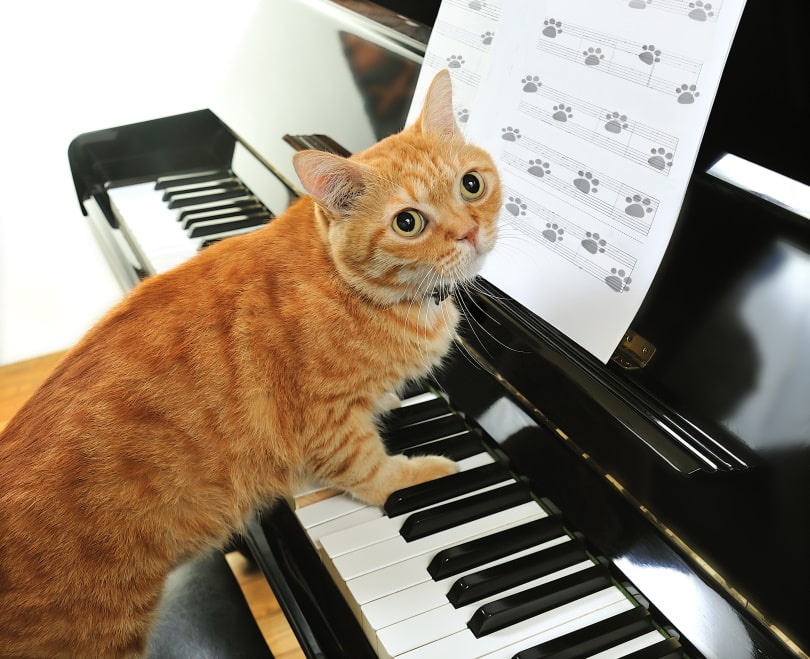 gele kat speelt piano