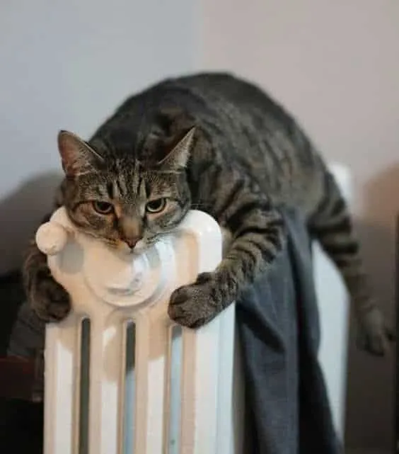 kat op zoek naar warmte onder dekens