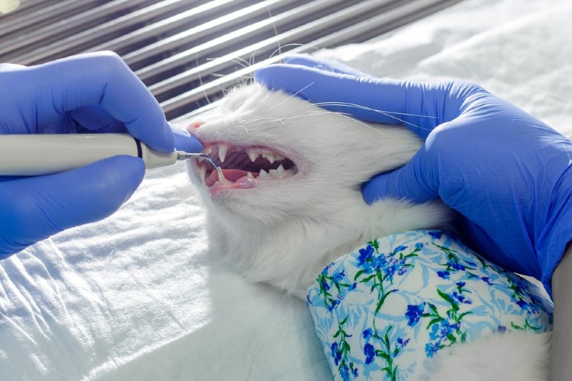 Huisdierentandarts reinigt kattentanden in een dierenkliniek