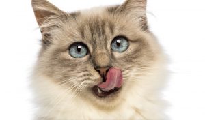 waarom likken katten aan metaal