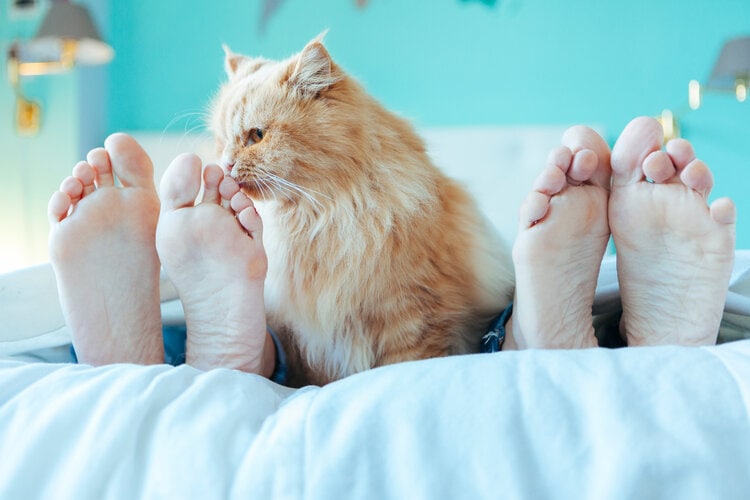 kattengeuren, likken voeten en tenen in bed
