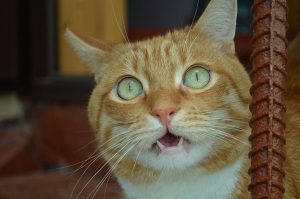 oranje kat maakt een rare mond beweging