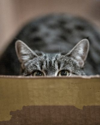 Waarom miauwen katten in een andere kamer