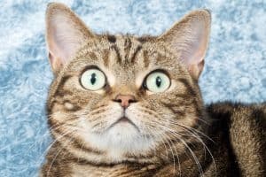 Waarom poepen katten als ze bang zijn