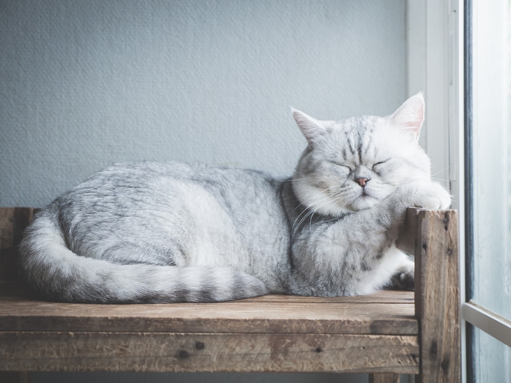 grijze en witte kat slaapt op een bos