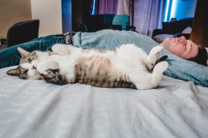 waarom slapen katten op hun rug