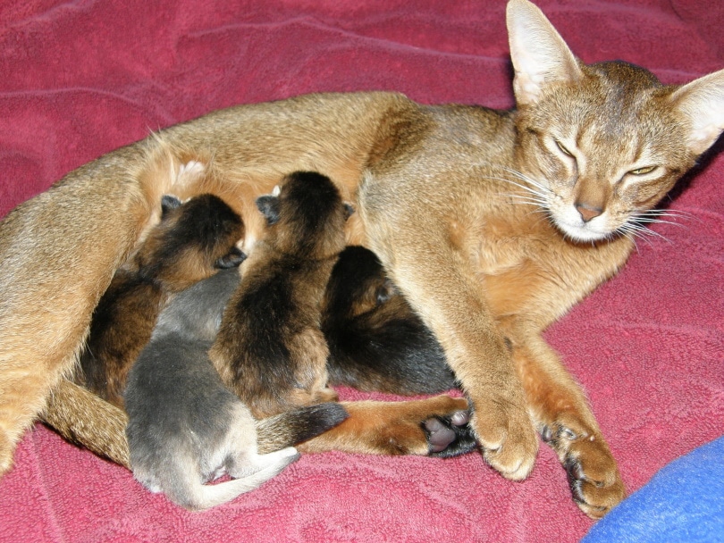 moeder kat voedt kittens