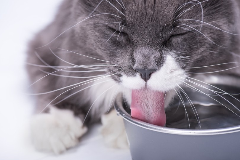 grijze kat drinkwater uit kom