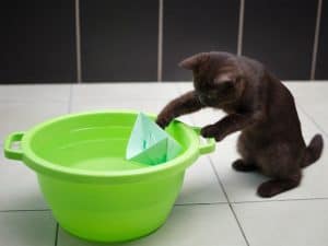 waarom doen katten dingen in hun waterbakje