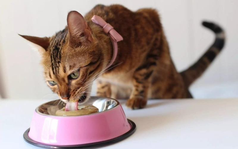 Waarom stopt een kat op dieet niet met miauwen?