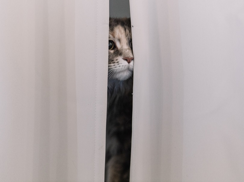 Kat verstopt zich achter gordijn
