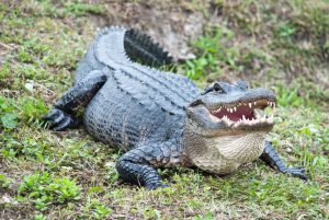waarom zijn alligators bang voor katten