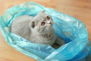 Waarom zitten katten graag op plastic zakken?