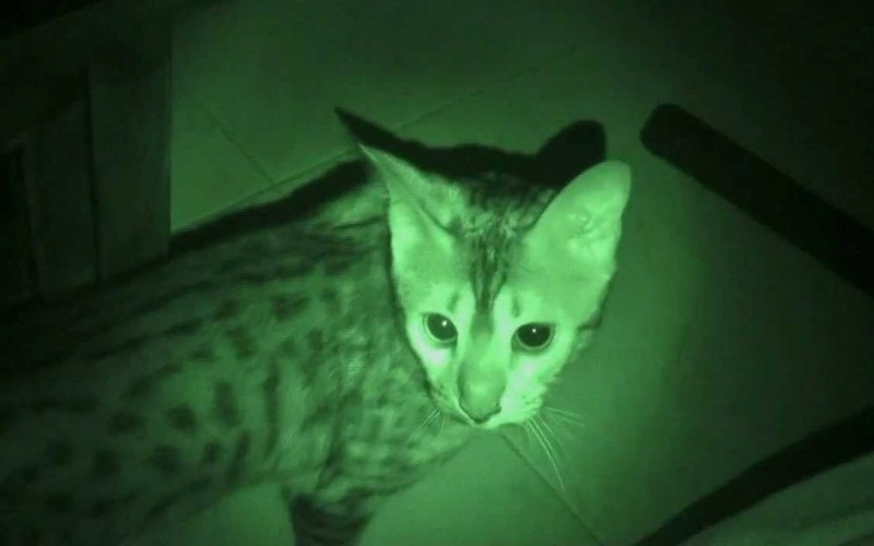 Wat doen huiskatten 's nachts?