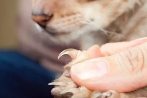 close up van een scherpe nagel of klauw van een kat die geknipt moet worden