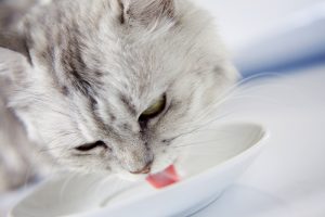 wat kunnen katten drinken naast water