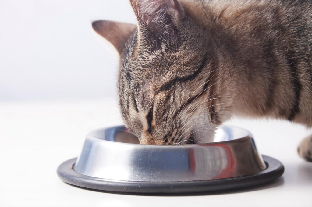 Welke voedingsmiddelen zijn veilig voor Bengaalse katten?