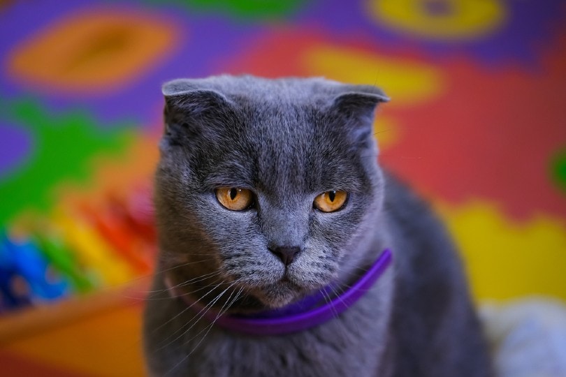 kat die een paarse kalmerende halsband draagt