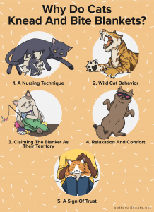 waarom kneden en bijten katten dekens infographic