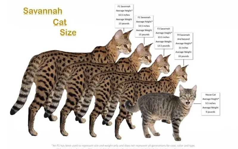 Zijn Savannah katten moeilijk te verzorgen?