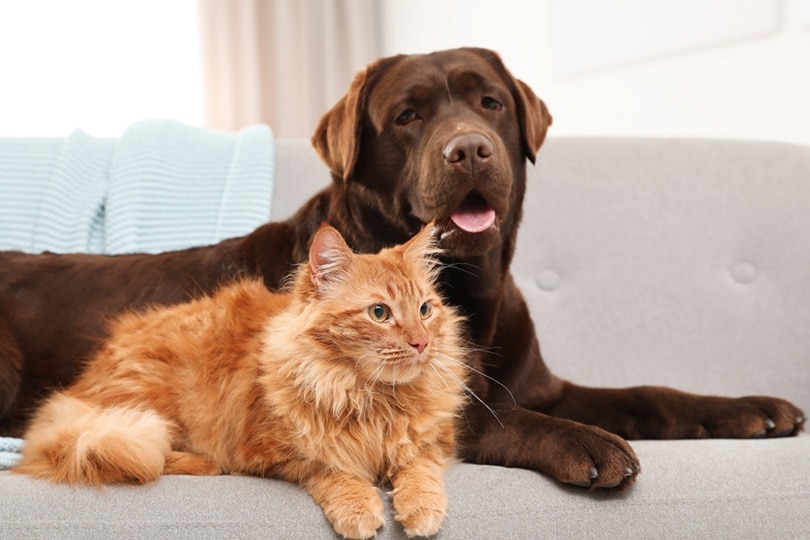 kat en hond samen op bank