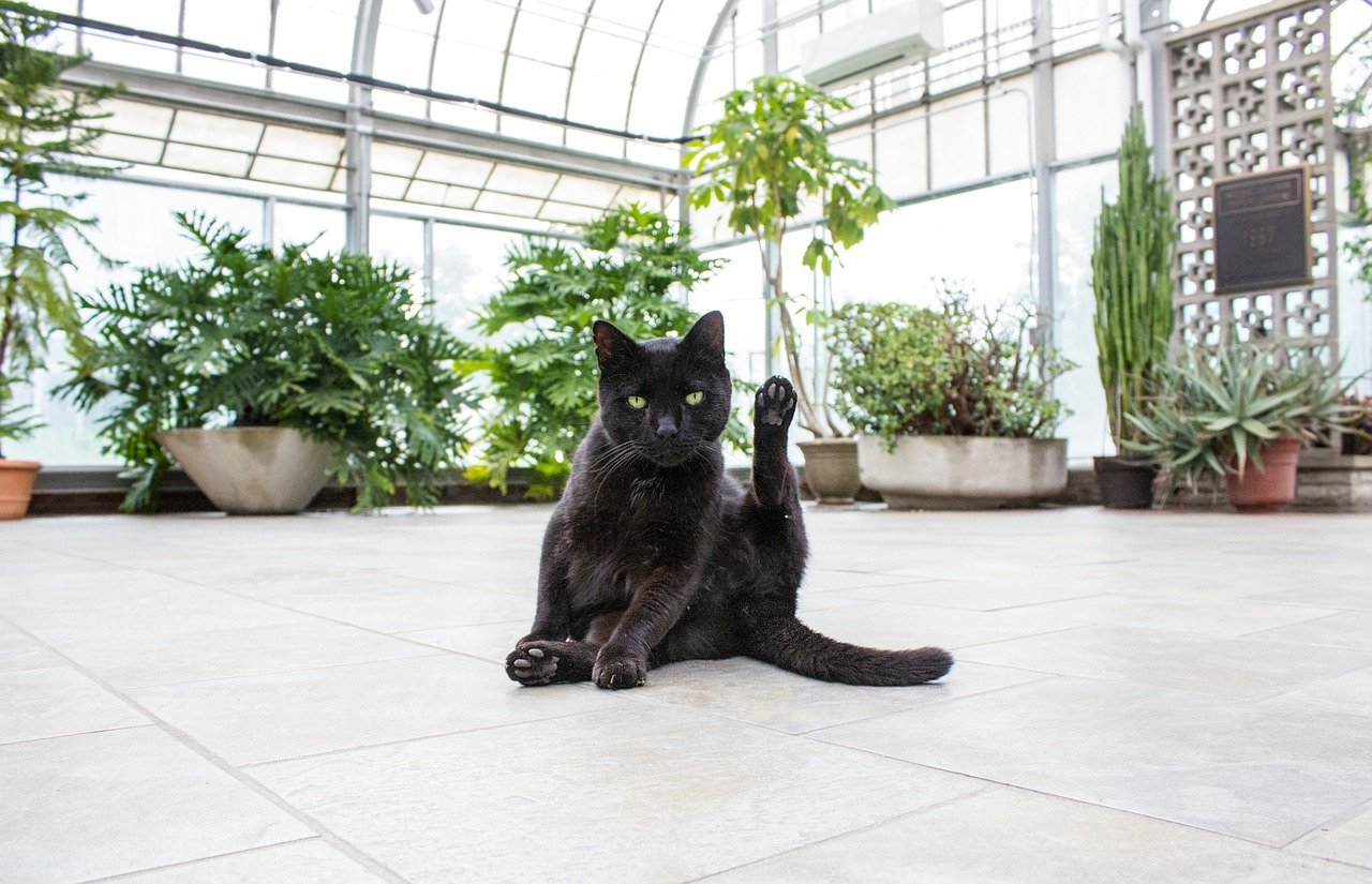een zwarte kat met vetplanten